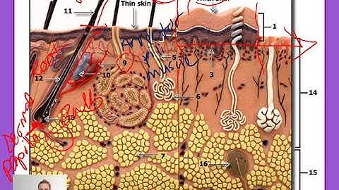 Accessory Structures of the Skin