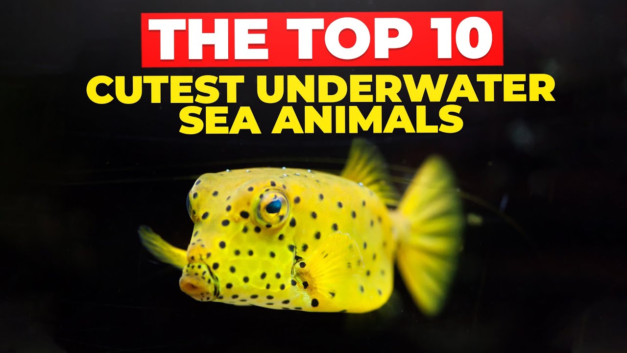 The Top 10 Cutest Underwater Sea Animals