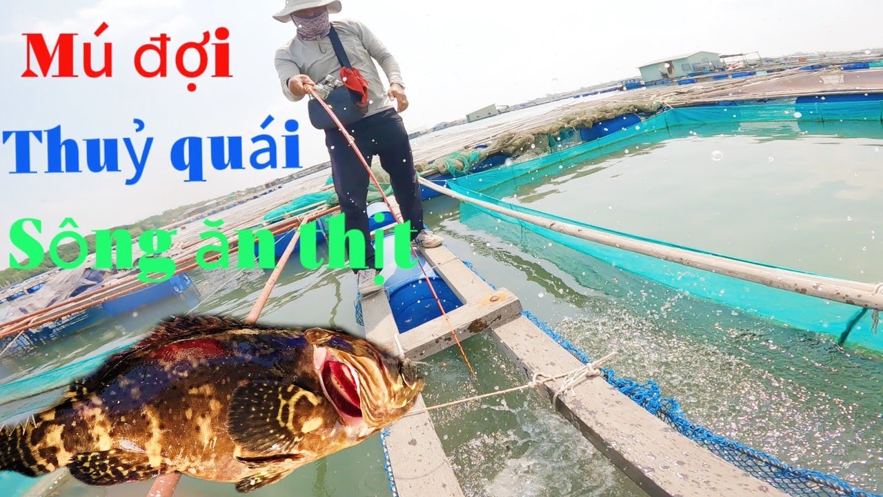 Ngày câu cá tuyệt vời của 4ae( cá mú, cá chim, cá tráp , cá nâu , cá ...