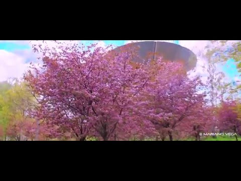 Video: Vyöhyke 5 kirsikkapuut: vinkkejä kirsikkapuiden kasvattamiseen vyöhykkeellä 5