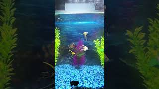 tank update day 4 #fishtank