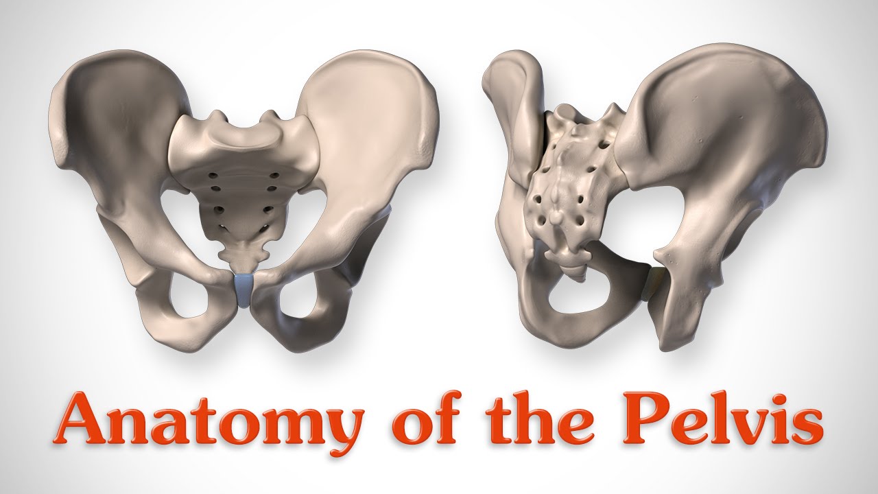 ⁣Anatomy of the Pelvis - for Artists
