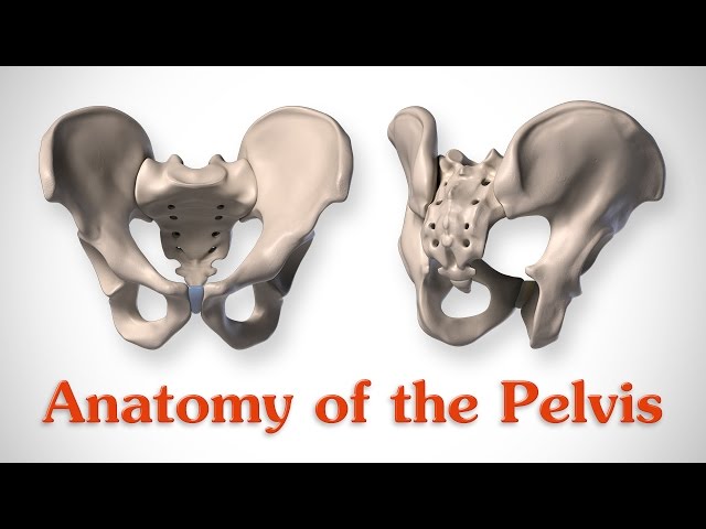 Anatomy of the Pelvis - Owlcation