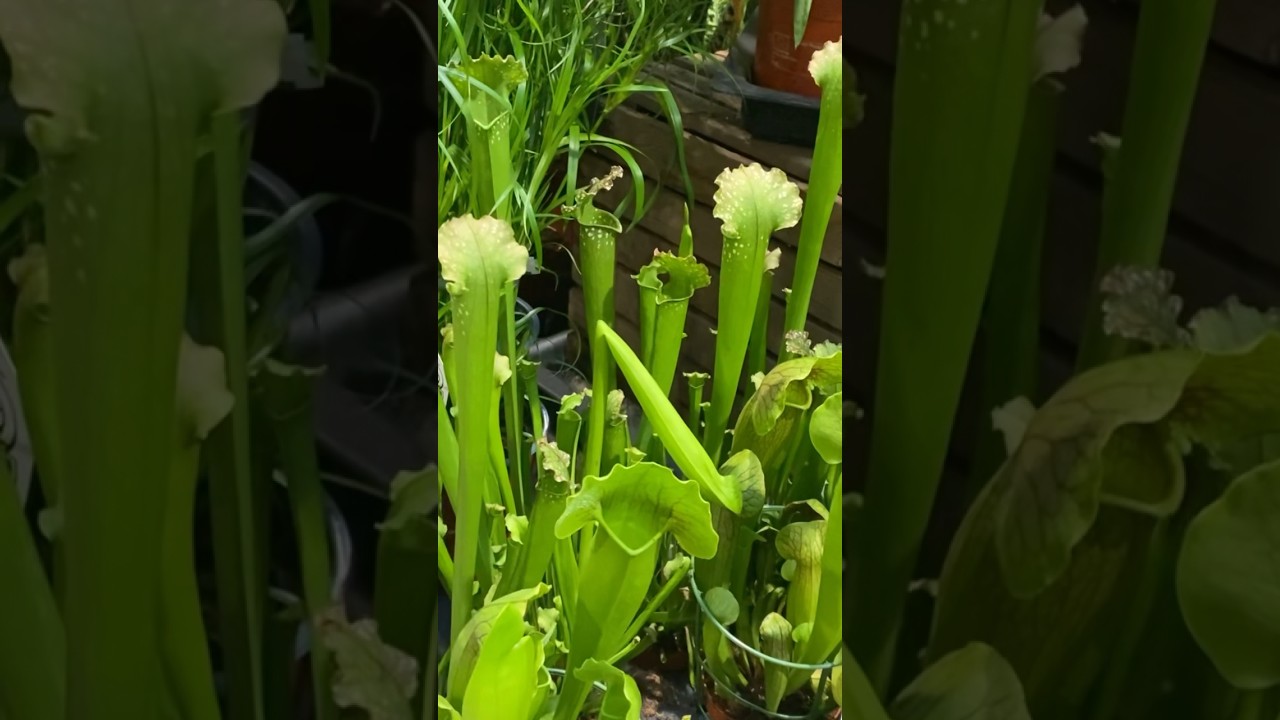 Пожиратели насекомых 