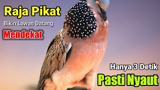 SUARA BURUNG Tekukur Pikat Gacor PANCINGAN Emosi Supaya Bunyi || bikin lawan datang mendekat