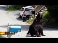 Video Captures Bear Fight In New Jersey Suburb Video Captures Bear Fight In New Jersey Suburb