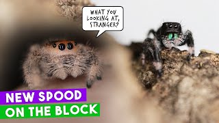 I Bought My Jumping Spider A Boyfriend... and she wasn't impressed.