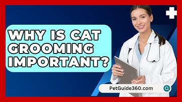 Why Is Cat Grooming Important? - PetGuide360.com