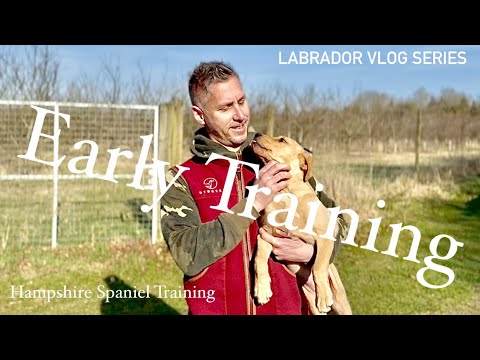 Lab Puppy Training: Episode 2 - The Retrieving Games - YouTube