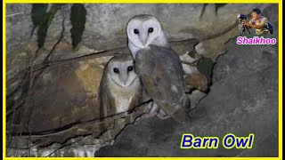 Barn Owl  male & felame  pair  -  amazing wildlife  -  naturelover  -  shaikhoo