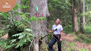 Wie lange bleibt ein toter Baum stehen?