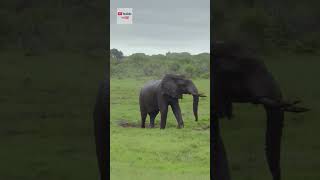 интересные факты о слонах