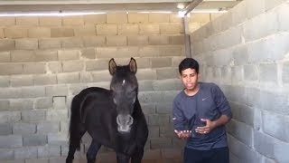 كيف الخيل تناديك وتحبك ؟ والعلاقة الجميلة معها - كيف الخيل تحبك - بتصهللك حسان الجهني ماشاءالله