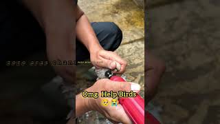 Help To Birds #Animals #Birds #Shorts