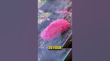 CRUSHING Snail Eggs!? #shorts