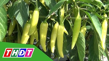 Xuất khẩu khoai lang, ớt sang Trung Quốc tăng mạnh | THDT