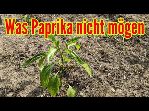 Video: Warum eine Paprika die Blütenknospe fallen lässt