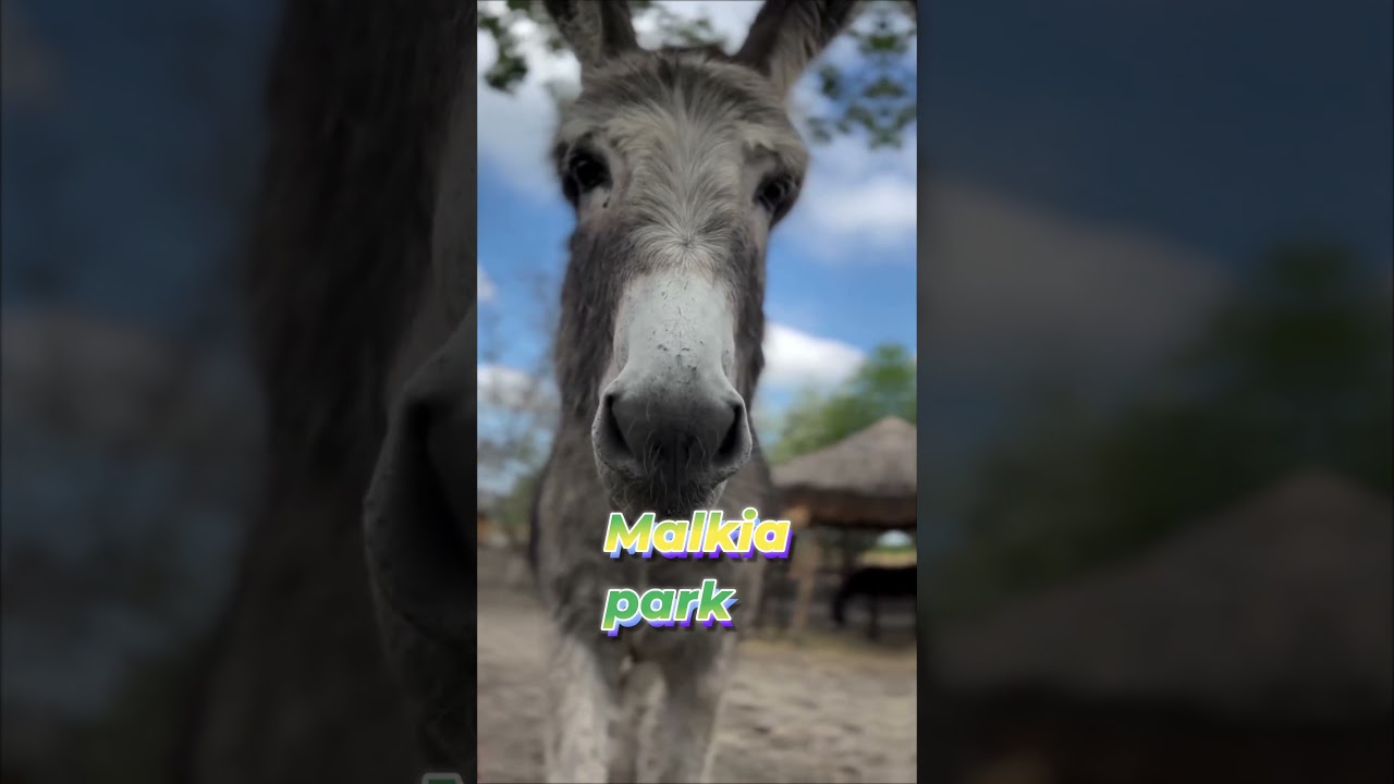 Kam s deťmi? Malkia park