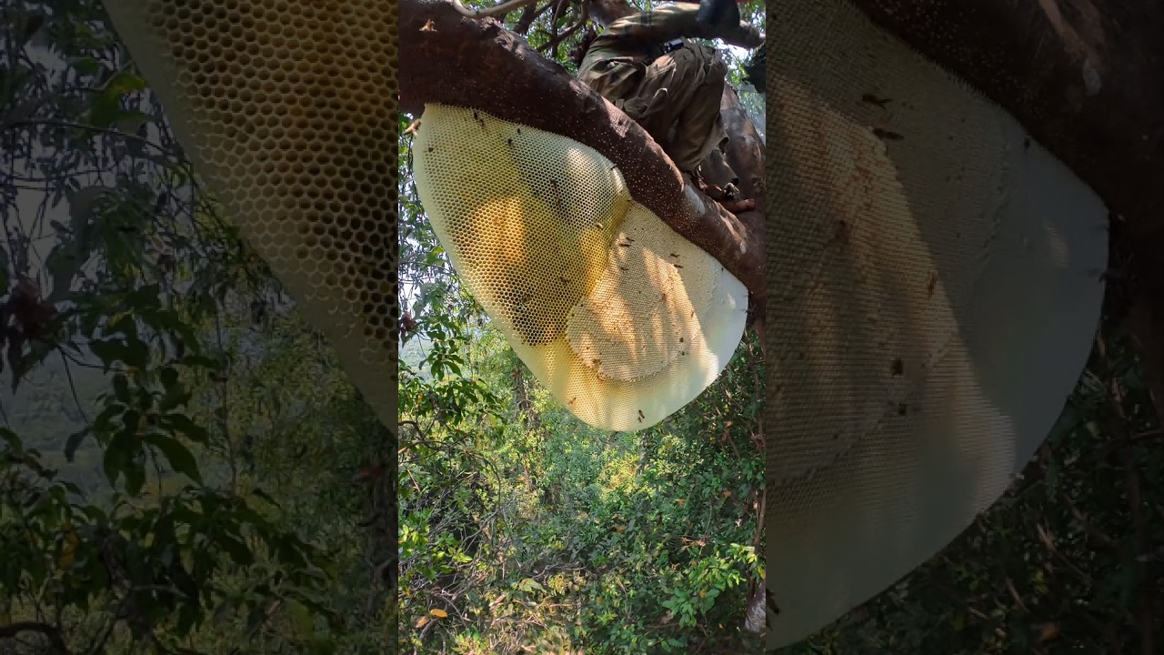 សម្រែកដ៏ឈឺចាប់ពេលឃ្មុំទិចដៃជើងខ្ញុំបានលឺខ្ទរខ្ទាពេញព្រៃ😓