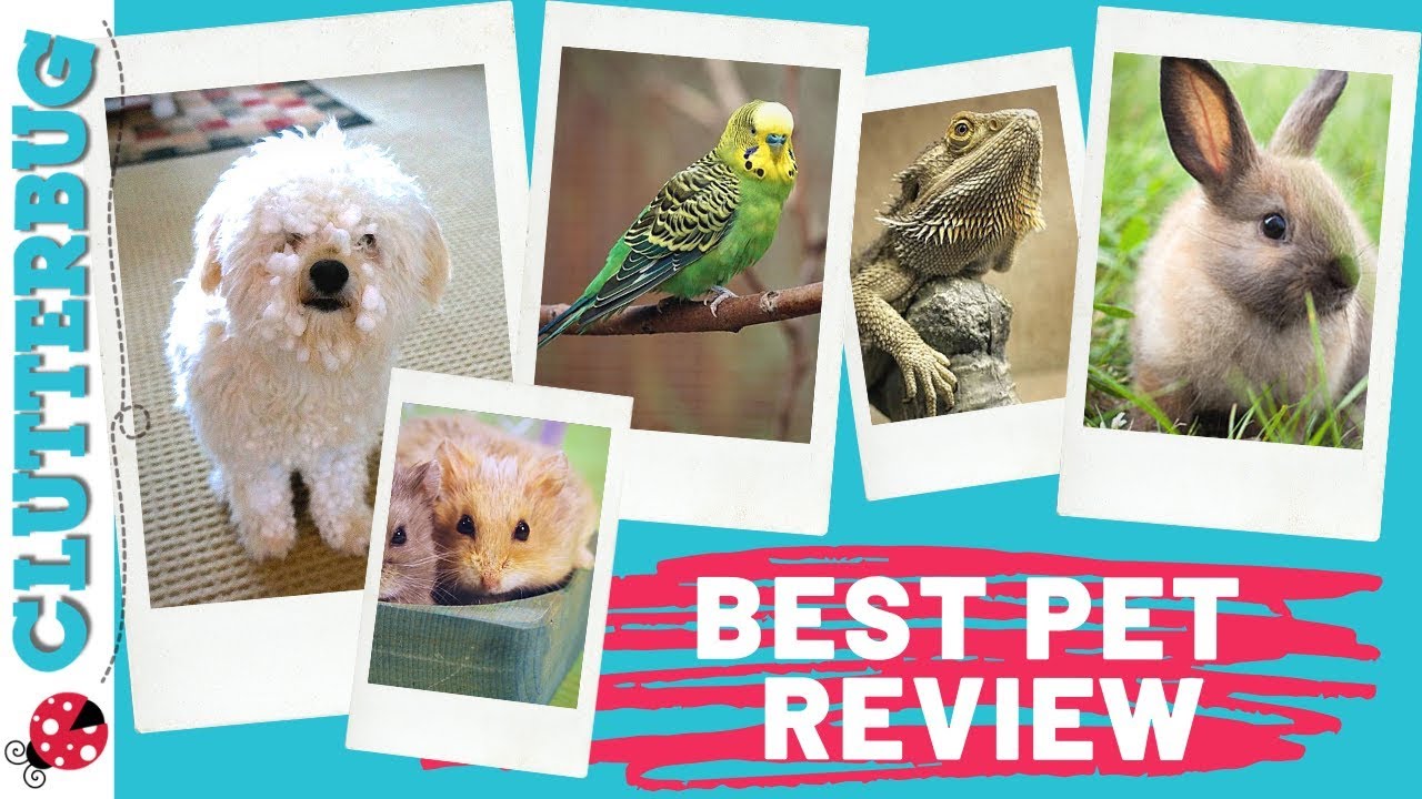 Story Time Best Pet Review YouTube