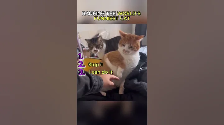 Video 11154801: hilarious cat, cute hilarious cats, funniest cats