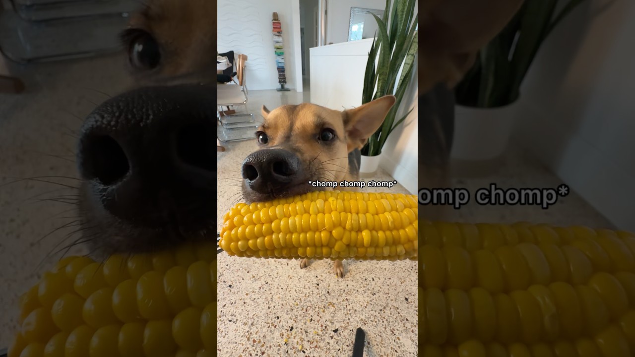 Cute rescue pup struggles eating corn for first time