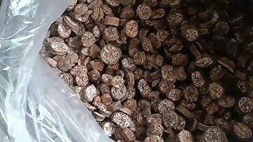 Cách ngâm rượu Chuối Hột Rừng Tây Bắc