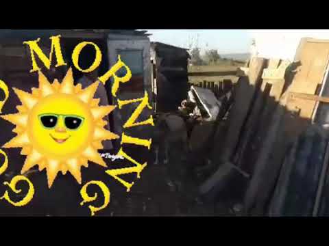 как покрывают козу