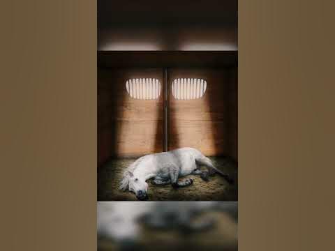 Лошадиные силы - YouTube