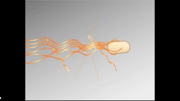 Chemotaxis