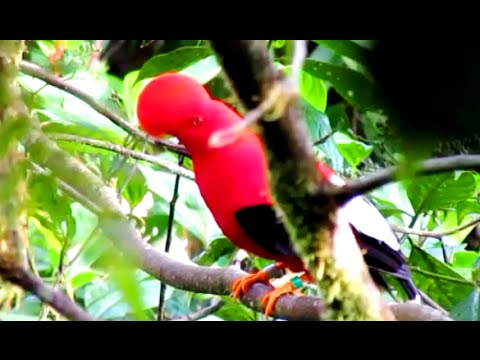 Cock-of-the-Rock, tanagers, tucans, motmot