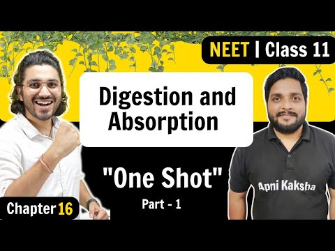 Digestion & Absorption | Complete Chapter ONE SHOT | Part 1 | NEET 2023 | Chapter 16
