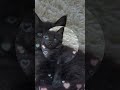 #мейнкун #cat #кошка