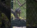Hawk Eating Prey