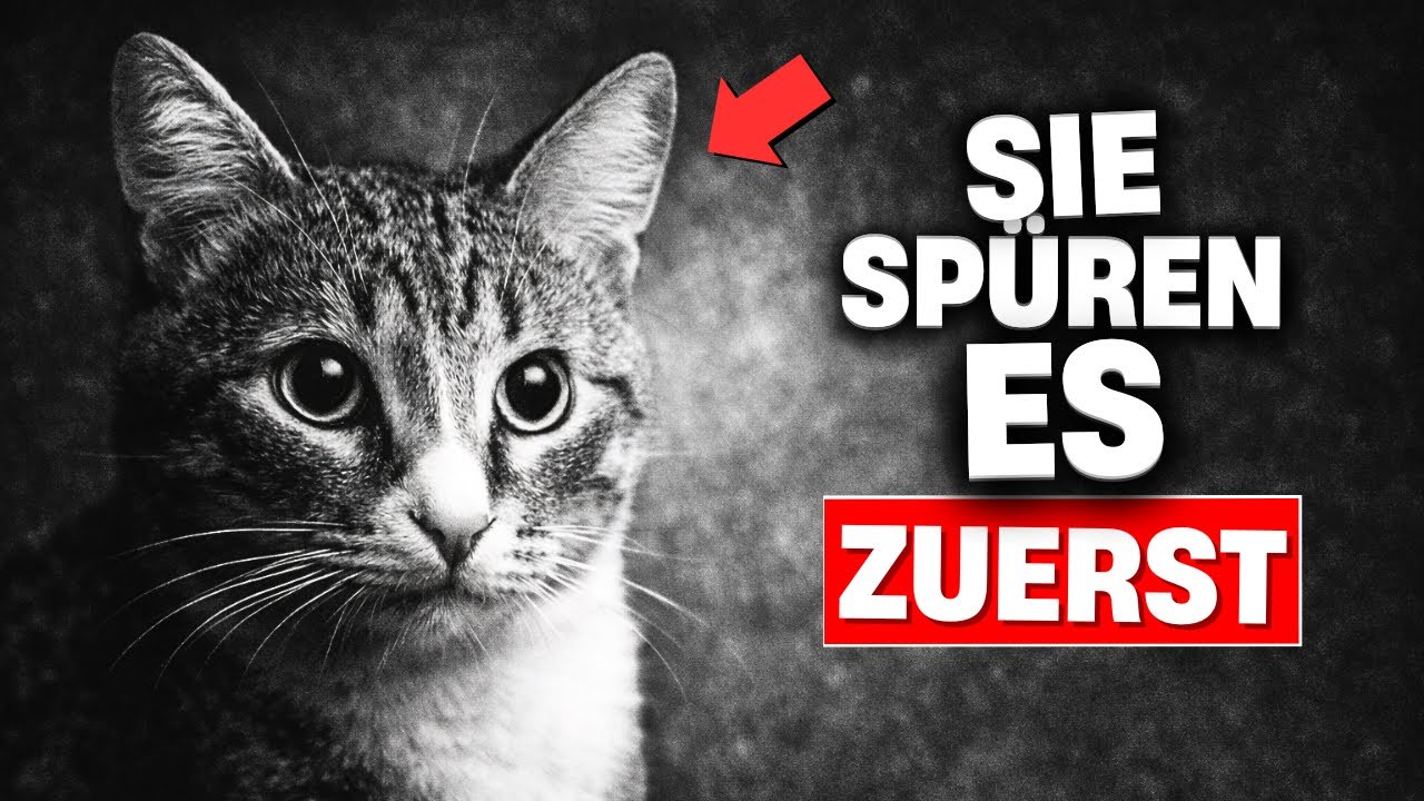 Deine Katze weiß, dass etwas nicht stimmt – und wartet darauf, dass du es endlich bemerkst.“