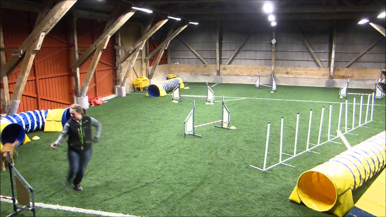 Agillityträning med 3 tollare