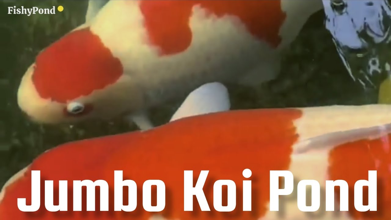 Ultimate Guide to Stunning Koi: Expert Tips and Breathtaking Footage ...