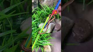 Experienced Electrician Live Wire Connection Technique #shortvideo #wire #electrical
