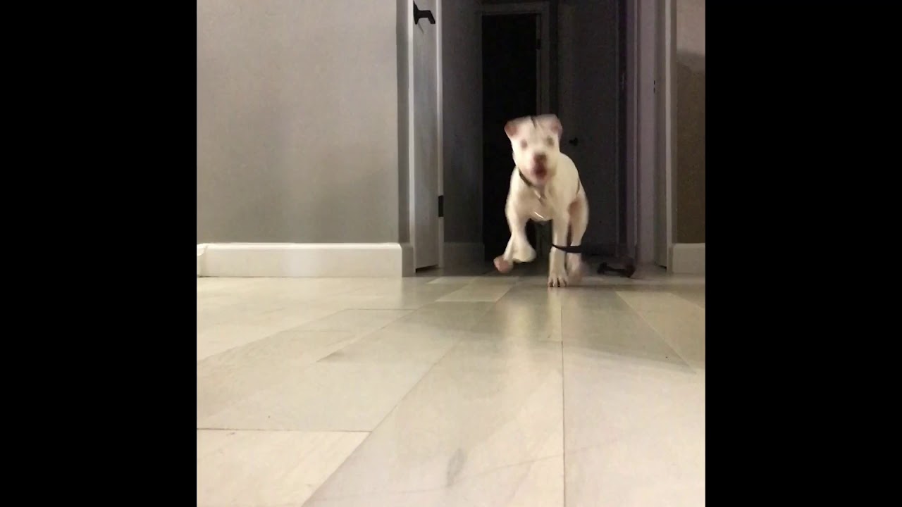 My Dog Keeps Running On The Camera YouTube