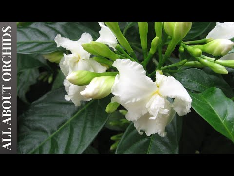 Βίντεο: Crepe Jasmine Care - Πώς να καλλιεργήσετε φυτά γιασεμί κρεπ