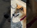 柴犬の散歩９割はこれ足りません【#530】 #柴犬 #柴犬との暮らし