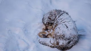 -20 градусов, Брошенный щенок несколько дней замерз в снегу и закончился болью, никто не поможет!