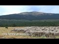 Una familia de pastores "A la sombra del Cebollera"