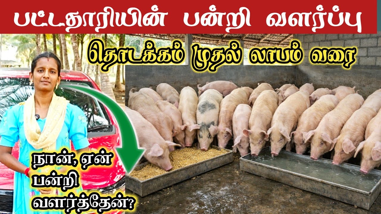வெண்பன்றி வளர்ப்பில் அசத்தும் பட்டதாரி பெண் /pigfarming 