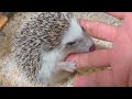 【ハリネズミ】掃除中にはりねずみとイチャイチャしてたらアンティングされました…【hedgehog】