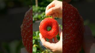 Growing a DONUT Strawberry 😱🍓 Nature is Amazing!