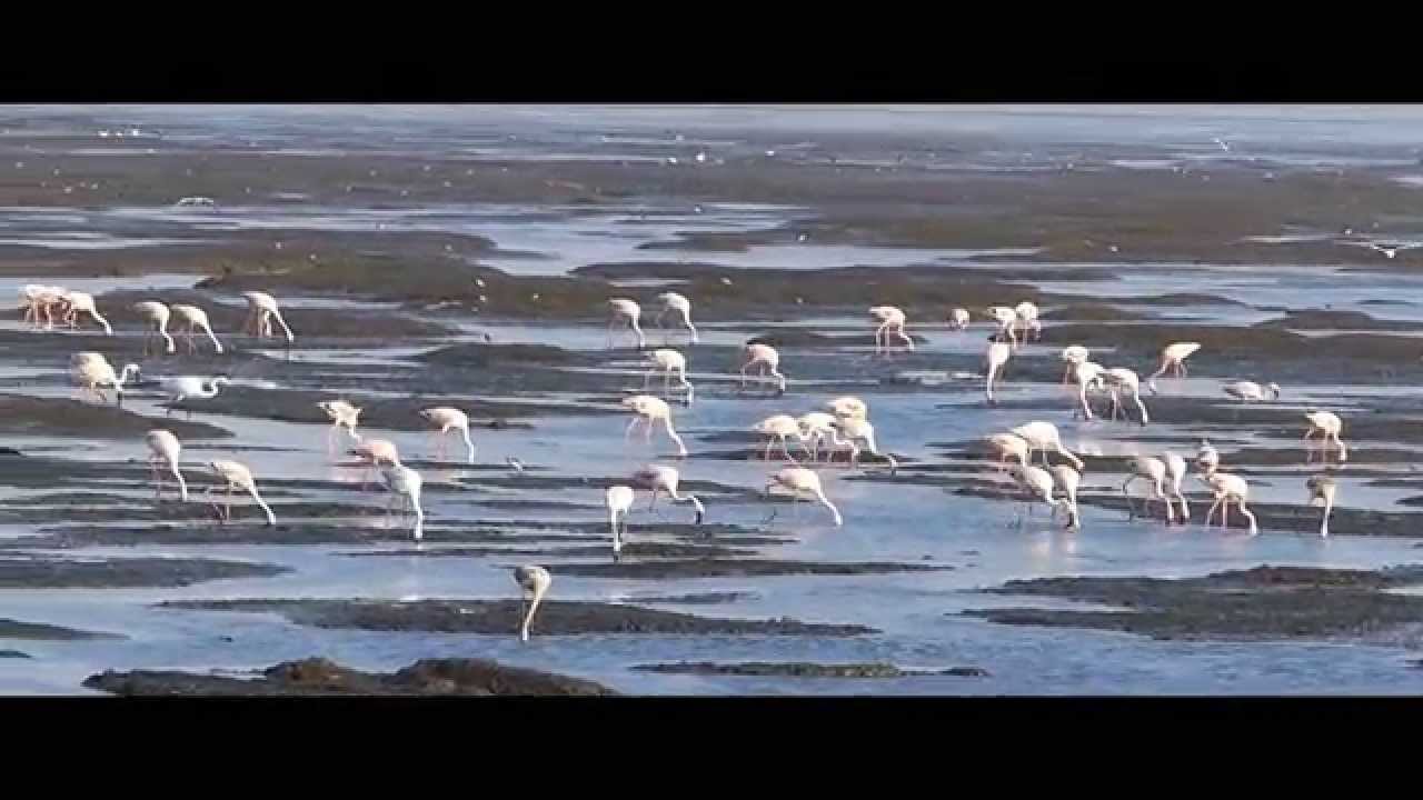 Flamingos  Sewri Nature video