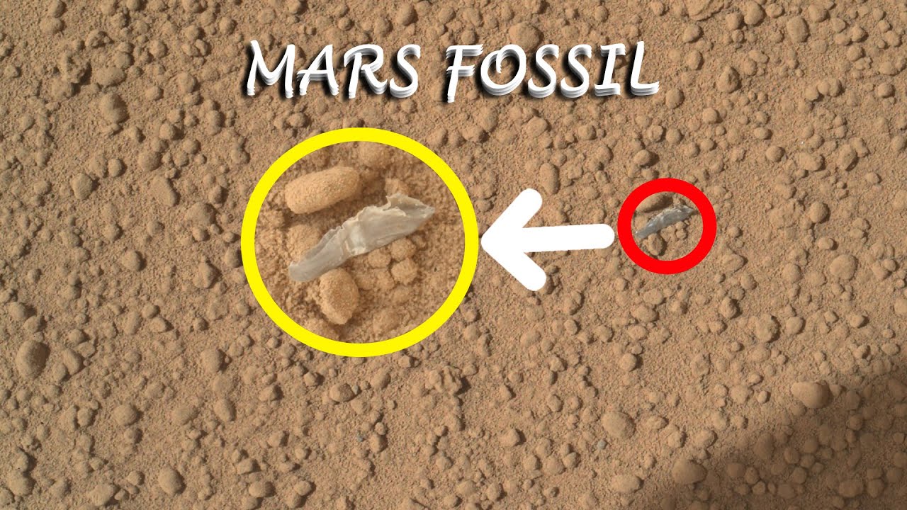 Mars Fossil | Life on Mars | Perseverance Rover | Marte - YouTube