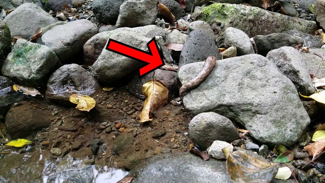 ツチノコ Japanese creature!? Tsuchinoko ???? Tsuchinoko also derived from