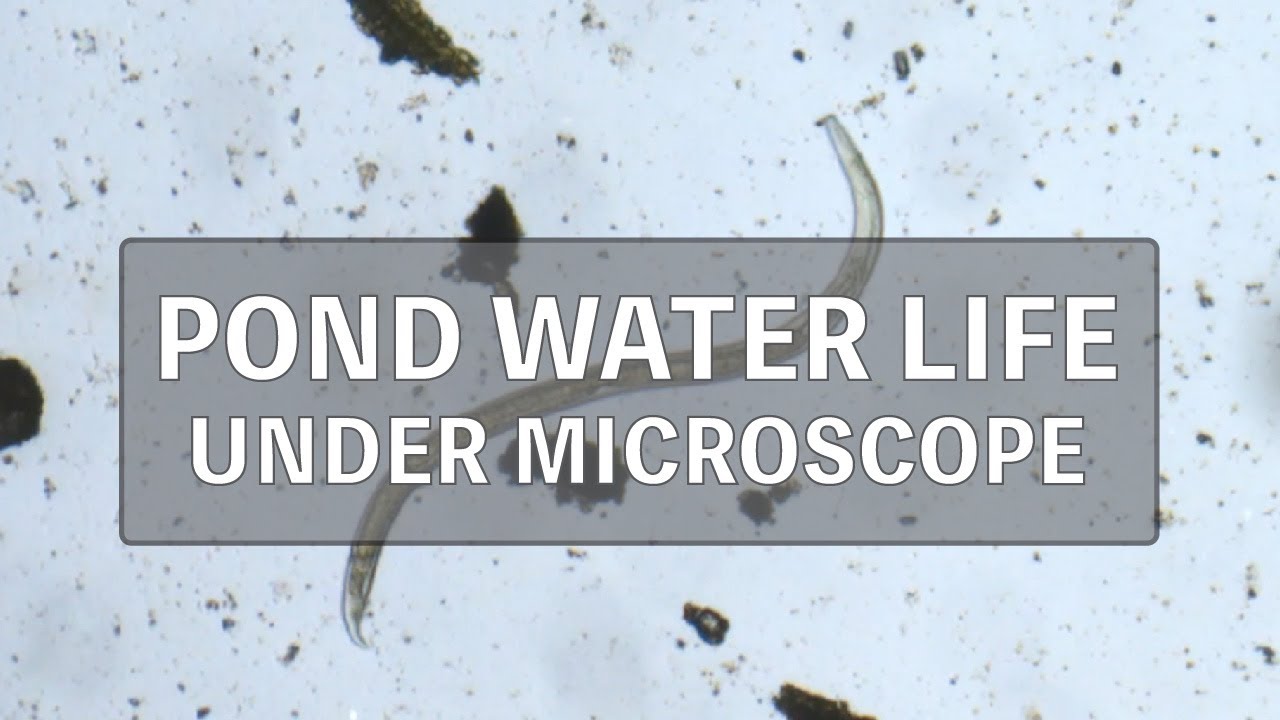 microorganisms in pond water under microscope